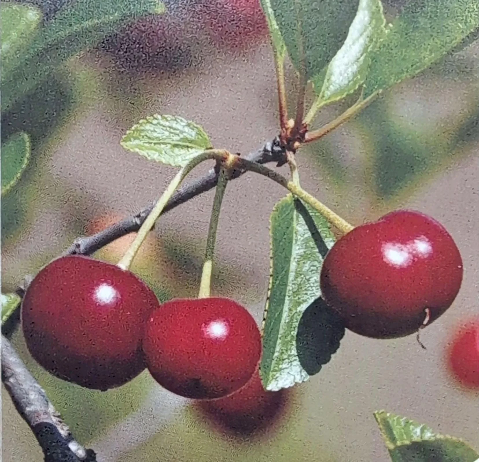 Cherry Trees — Sunnyside Nursery